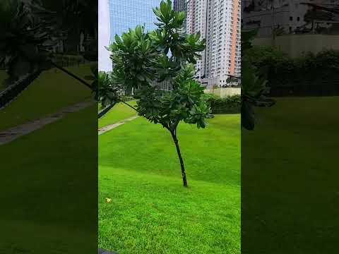 Rain Control Area in Vertis North Quezon City