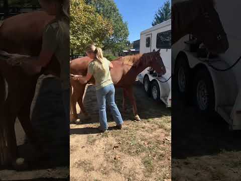 You’ve gotta take care of your ride 🚗 - join me as I #groom Fox on this beautiful, windy #Fall day!