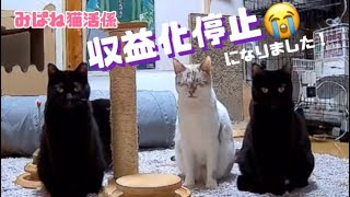 [近況報告]収益化がストップされていじけていました😂2025年3月[里親募集中]の保護猫をご紹介！