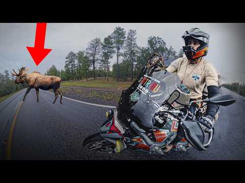 SE ME CRUZA UN GRAN ANIMAL en LA SALVAJE ARIZONA mientras VIAJO EN MOTO POR ESTADOS UNIDOS 🫎 E272