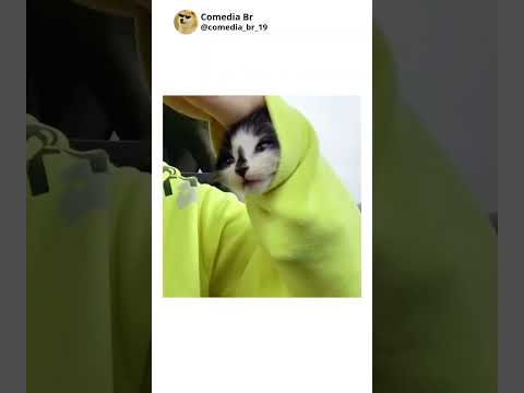 gatos engraçados