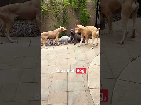 Doberman Vs Dogo Argentino Face-Off