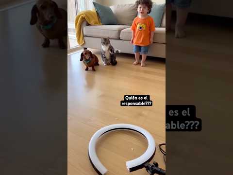 Fue el perro? 🤣🤣🤣 #humor #comedy #gatos