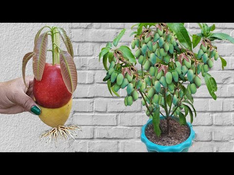 Fantastic! This Grower Secret Explodes In So Many Mango Tree   Mango Grow With Apple