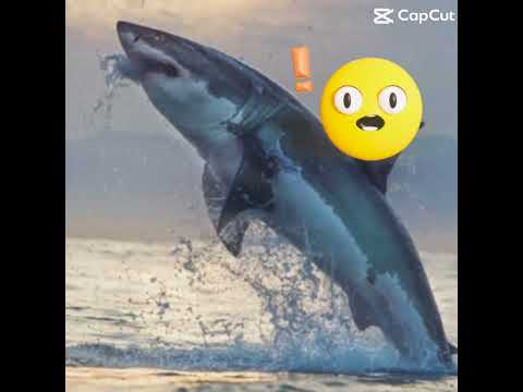 Great White Shark Edit
