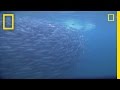 Herring Communication and Predation Risks