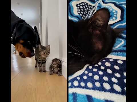 dog cat fight 😃😃😃😃😃😆😝😝😝😝