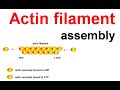Actin Filament Dynamics and Functions