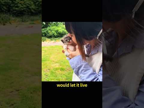 Mother cat is giving her children to human #story #animals #cute #straycat #cat #fyp