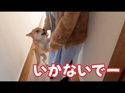 【行かないでー！】お姉ちゃんのお見送りは淋しい柴犬小夏　磯上公園リニューアル　#柴犬 #柴犬と暮らす #神戸