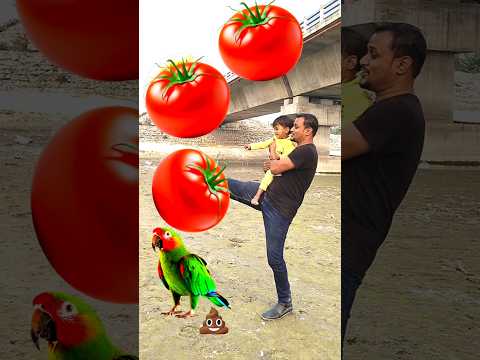 Rounding ripe tomatoes to Duck, Peacock, Pigeon & Parrot - Birds names magic video