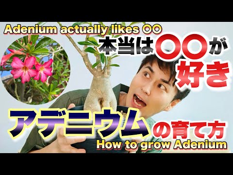 【花を咲かせるコツ】人気の塊根植物 アデニウムの育て方　【砂漠のバラ】【園芸】【ガーデニング】【コーデックス】