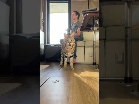 Hissing serval does not mean angry serval 🥰