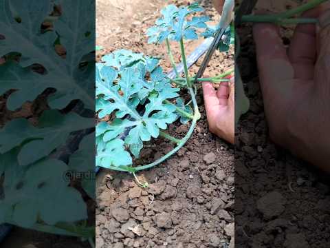 Dica de melancia #jardim #planta #hortaemcasa #horta #melancia