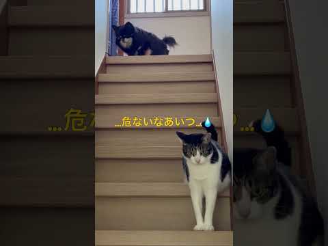 兄チワワを助けて欲しくてお願いしに来た猫#チワワ#保護猫#犬猫多頭飼い