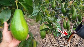 Tu AGUACATE no da frutos ? aplica este fertilizante y se cargará rápido 