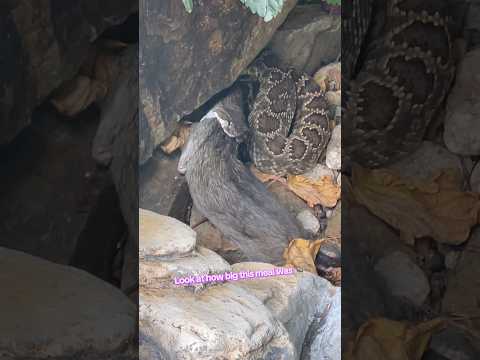 A huge meal for this Rattlesnake but what is it #snake #animals #california #wildlife #food #eat