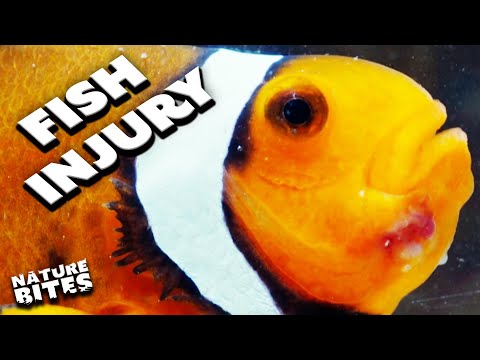 Brutal Clownfish Fight Fuels Infection… | The Secret Life of the Zoo | Nature Bites