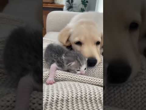 Bebé gato y perro cachorro #cats #dogshorts #wildlife #cute