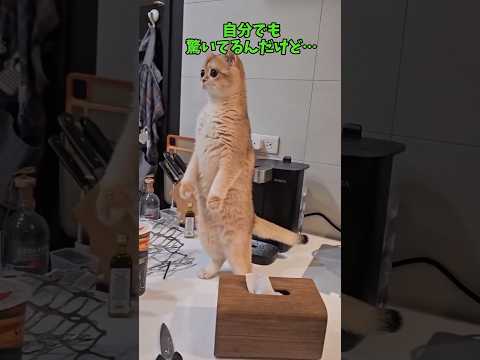 かわいい猫たちの癒し映像集 サムネイル