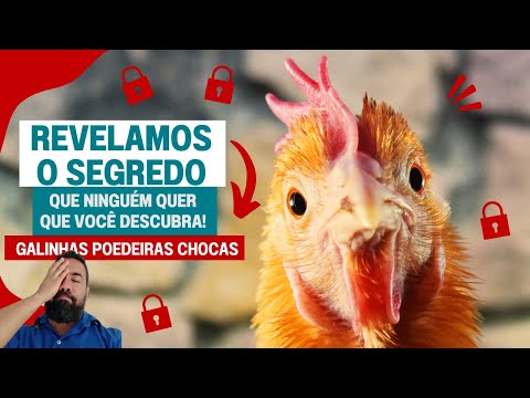 GALINHAS CHOCAS EM UMA CRIAÇÃO DE GALINHAS POEDEIRAS