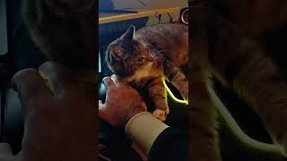 Όλη η αλήθεια σε 60 δευτερόλεπτα!! #disneyland #catlife #vlogs #proCATstinating