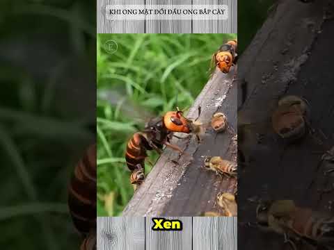 KHI ONG MẬT ĐỐI ĐẦU ONG BẮP CÀY #hornet #hornetvsbees #bees #wasp