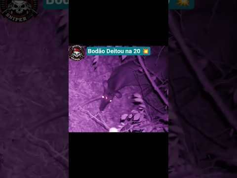 Bodão Deitou na 20 💥💥