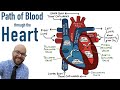 Heart Anatomy and Function Assessment