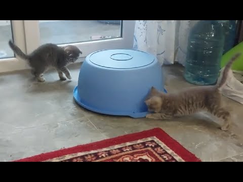 🐱КАК ТАЗИК МОЖЕТ ПРЫГАТЬ! КОШКИ СМЕШНЫЕ!