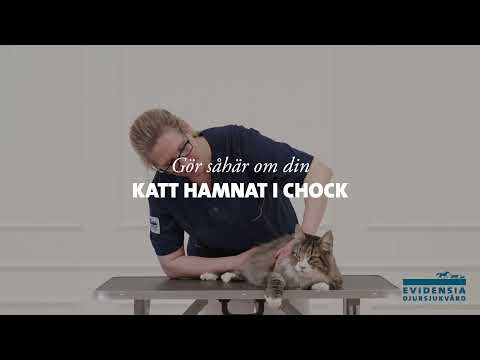 Första hjälpen: Chock hos katt