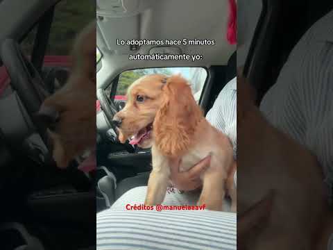 Un peinado #shortsvideo #dogsofyoutube #perros #amorporlosperros #humor #yourdog #dog #mascotas