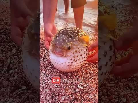 Ikan Buntal Lucu Ini Sebenarnya Ketakutan!