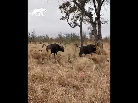 Búfalo a punto de convertirse en presa de varios leones es salvado por su manada