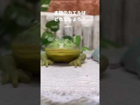 この中に1匹だけ本物のカエルがまざっています#カエル #frog #かわいい #cute #cuteanimals