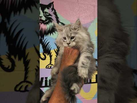 Meet This Gorgeous Maine Coon Boy Kitten from Pors Meet This Gorgeous Maine Coon Boy Kitten from Porsche & Kimba! (Available!)

Hi, I'm Mark from Dream