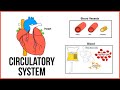 Heart Anatomy and Circulatory System