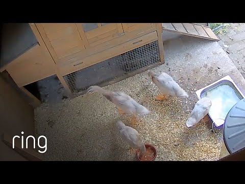 Ducklings Venture out for the First Time | RingTV