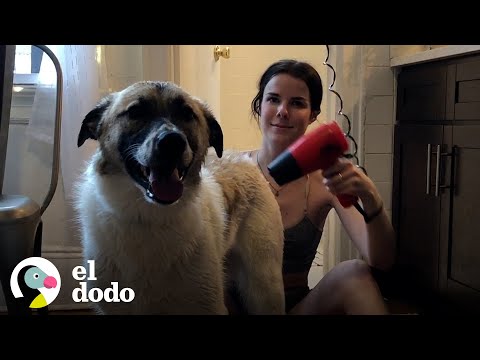 Cuando adoptas un perro y tienes poco más de 20 años | El Dodo