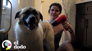 Cuando adoptas un perro y tienes poco más de 20 años | El Dodo