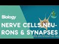 Exploring Nerve Cells, Neurons, and Synapses