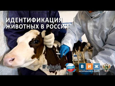 ВиЖ: Идентификация животных в России