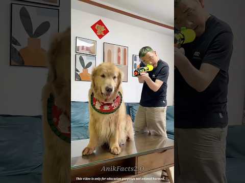 টমিকে বাবা মোমো দিলো না ~ 🥟😲miniwood toy-wood #dog #facts