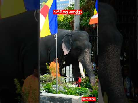 නුවර ඉන්න කලු චන්ඩියා #elephant #animals #viralvideo #shorts