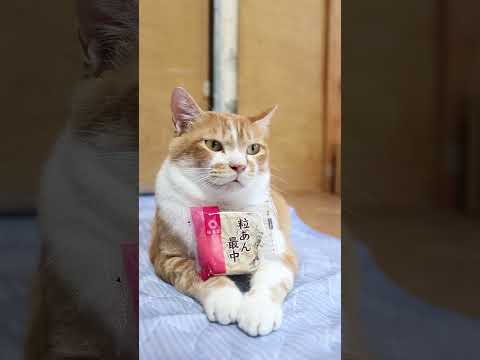 猫と粒あん最中の愛らしい瞬間をお楽しみください サムネイル