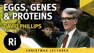 Eggs, genes and proteins - David Phillips' 1980 Christmas Lectures 4/6