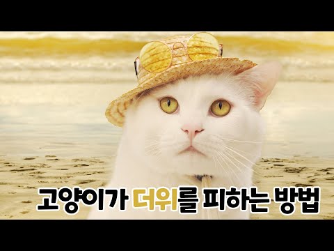 너무 더워서 고양이랑 피서를 갔어요?? | 고양이산책