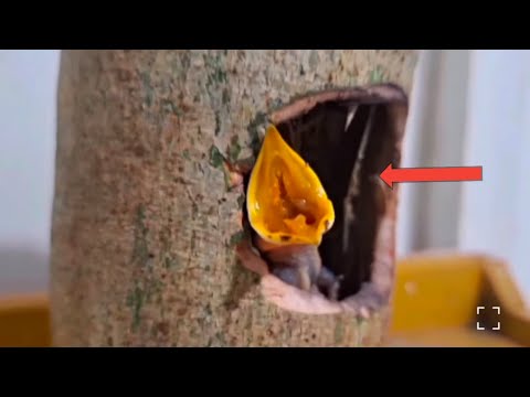 baby bird fell on dry leaves