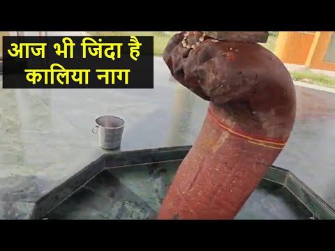 कालिया नाग दर्शन   Kaliya Nag Darshan  Kaliya Naag Is Alive