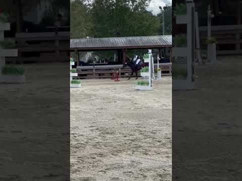 Ma ma maaa #horse #showjumping #eventing #blowthisaccountup